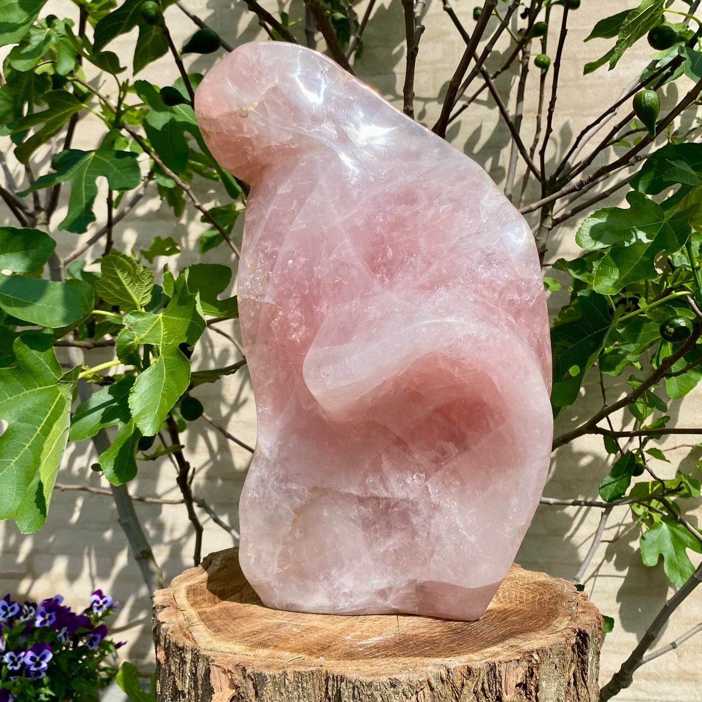 Poleret Rosakvarts "Madonna" - 47cm / 27 kg Poleret Rosakvarts