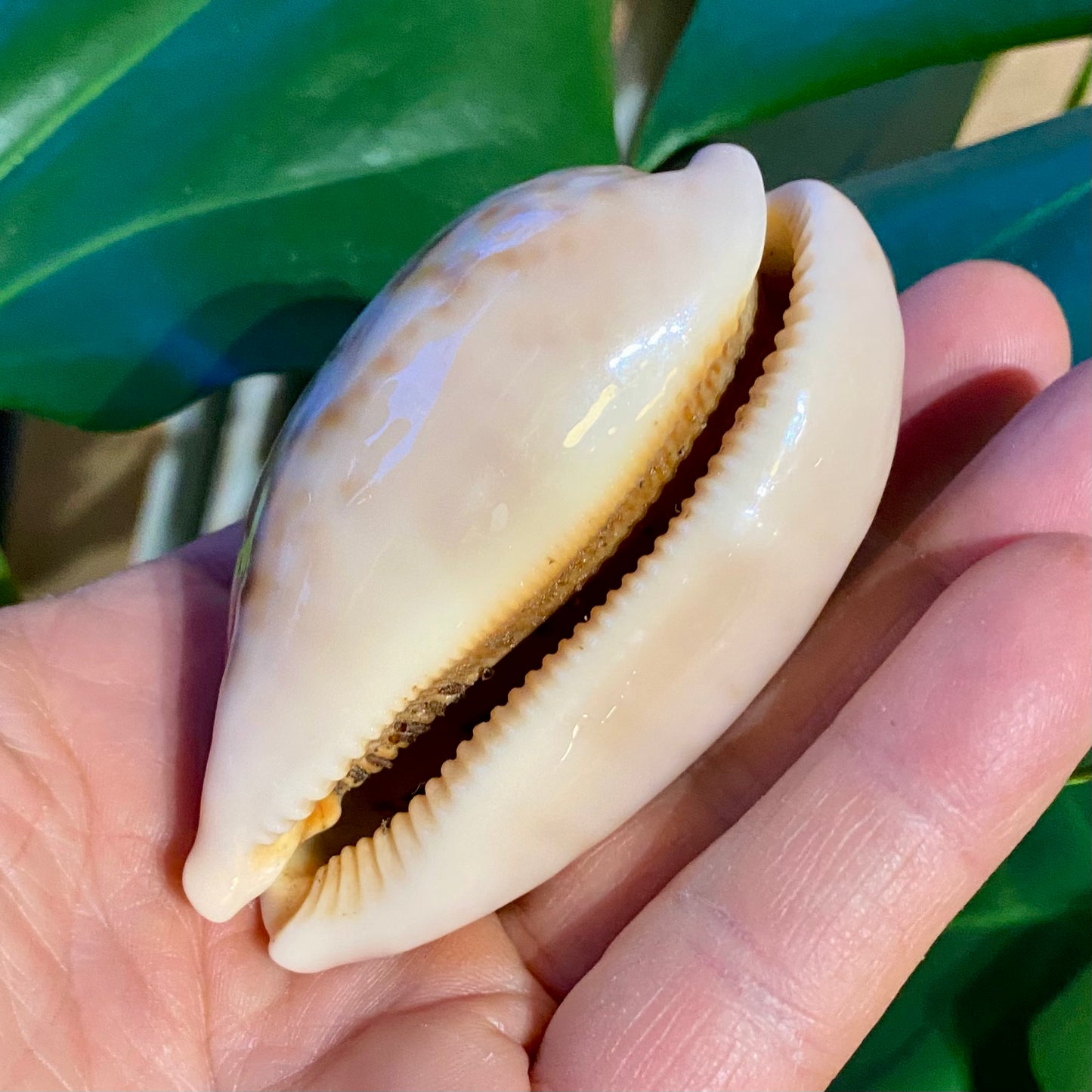 Cowrie, cyprea mappa - konkylie (UV fluorescerende) Cowrie, cyprea mappa - konkylie (UV fluorescerende)