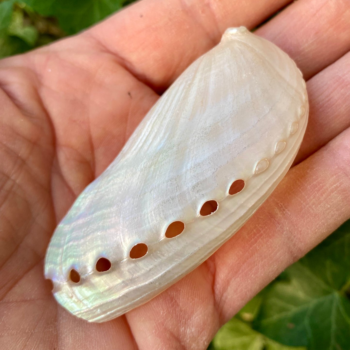 Abelone Pearlized - muslingeskal Abelone Pearlized - muslingeskal