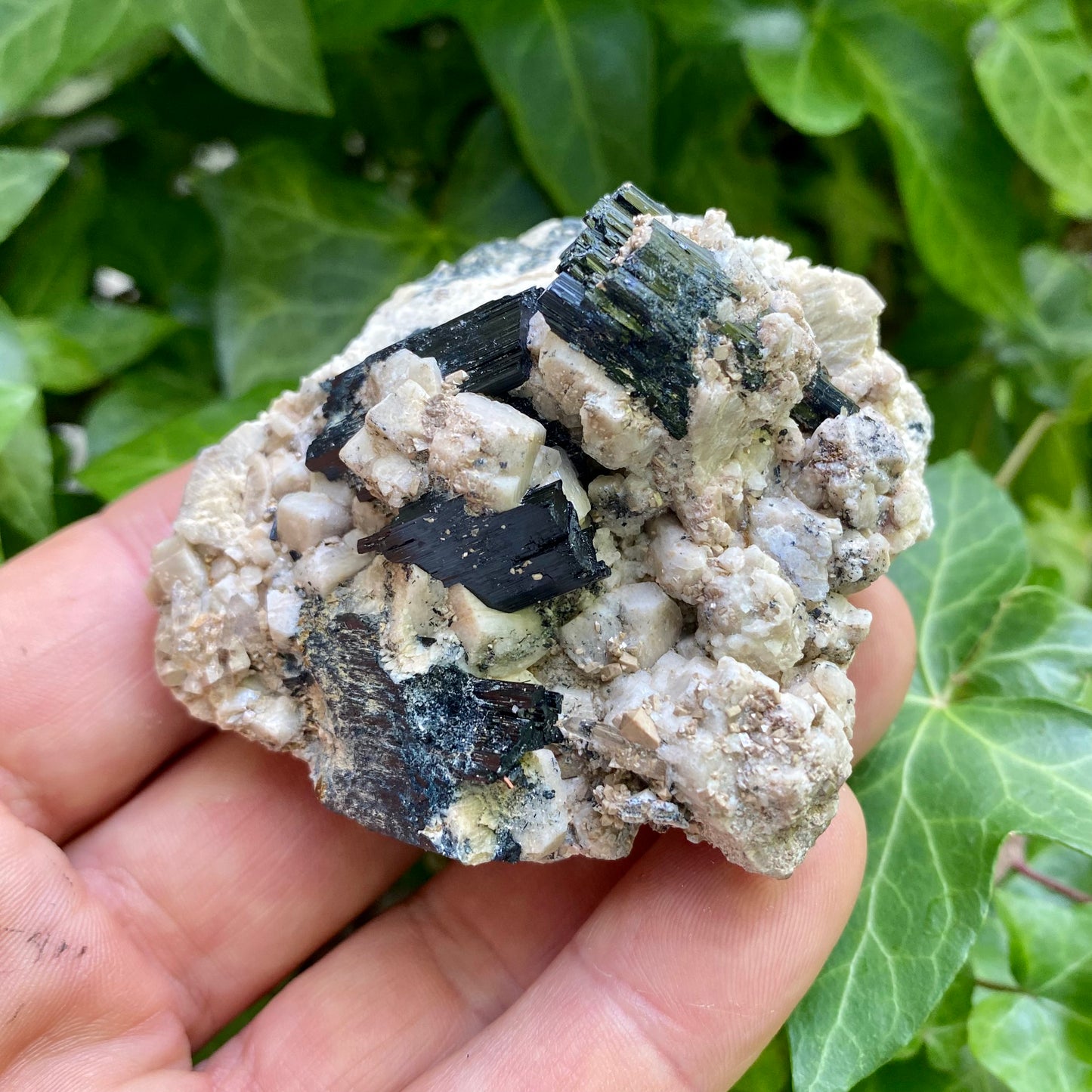 Aegirine og Zirkon i Orthoclase Aegirine og Zirkon i Orthoclase