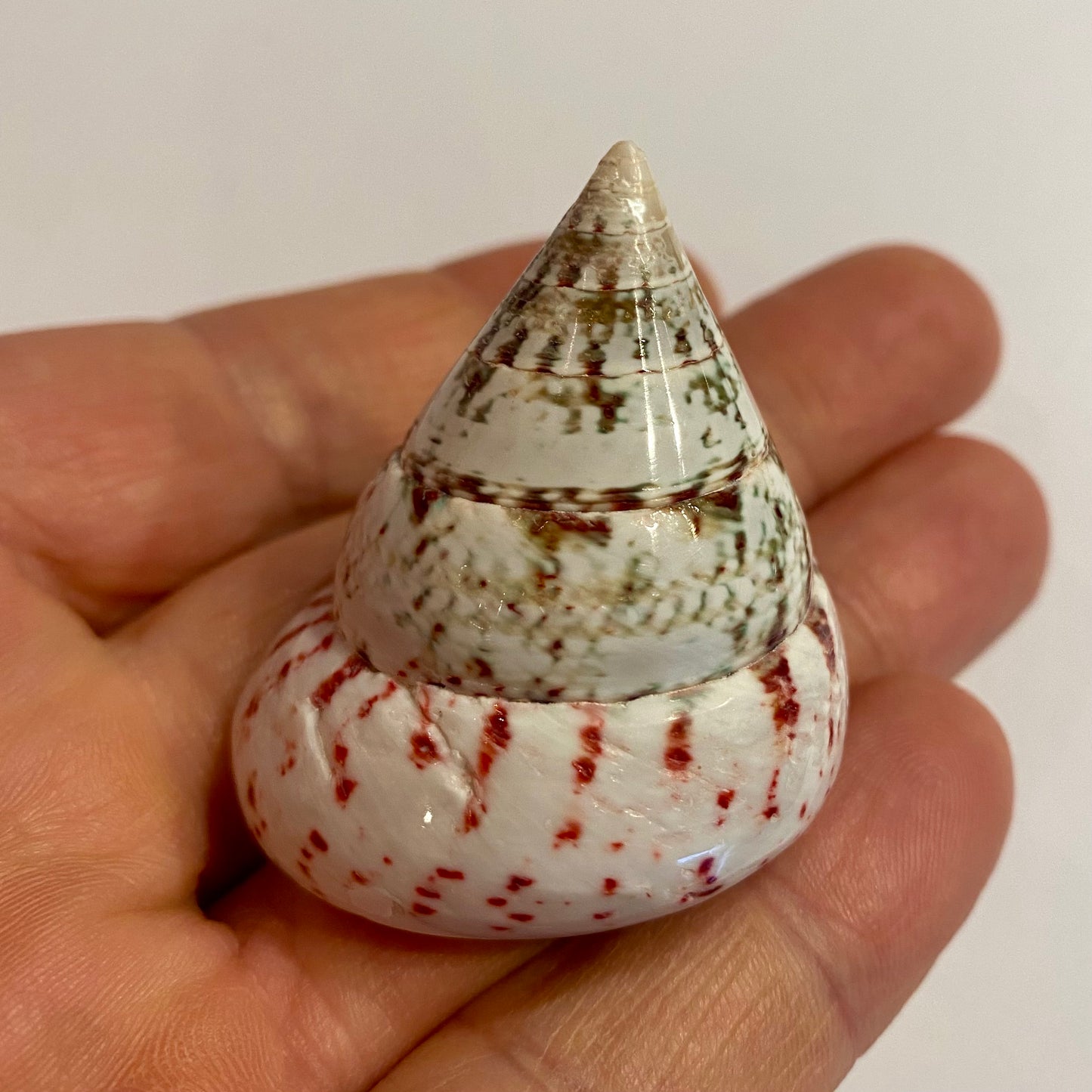 Tectus conus strawberry - 4 cm Tectus conus strawberry - 4 cm