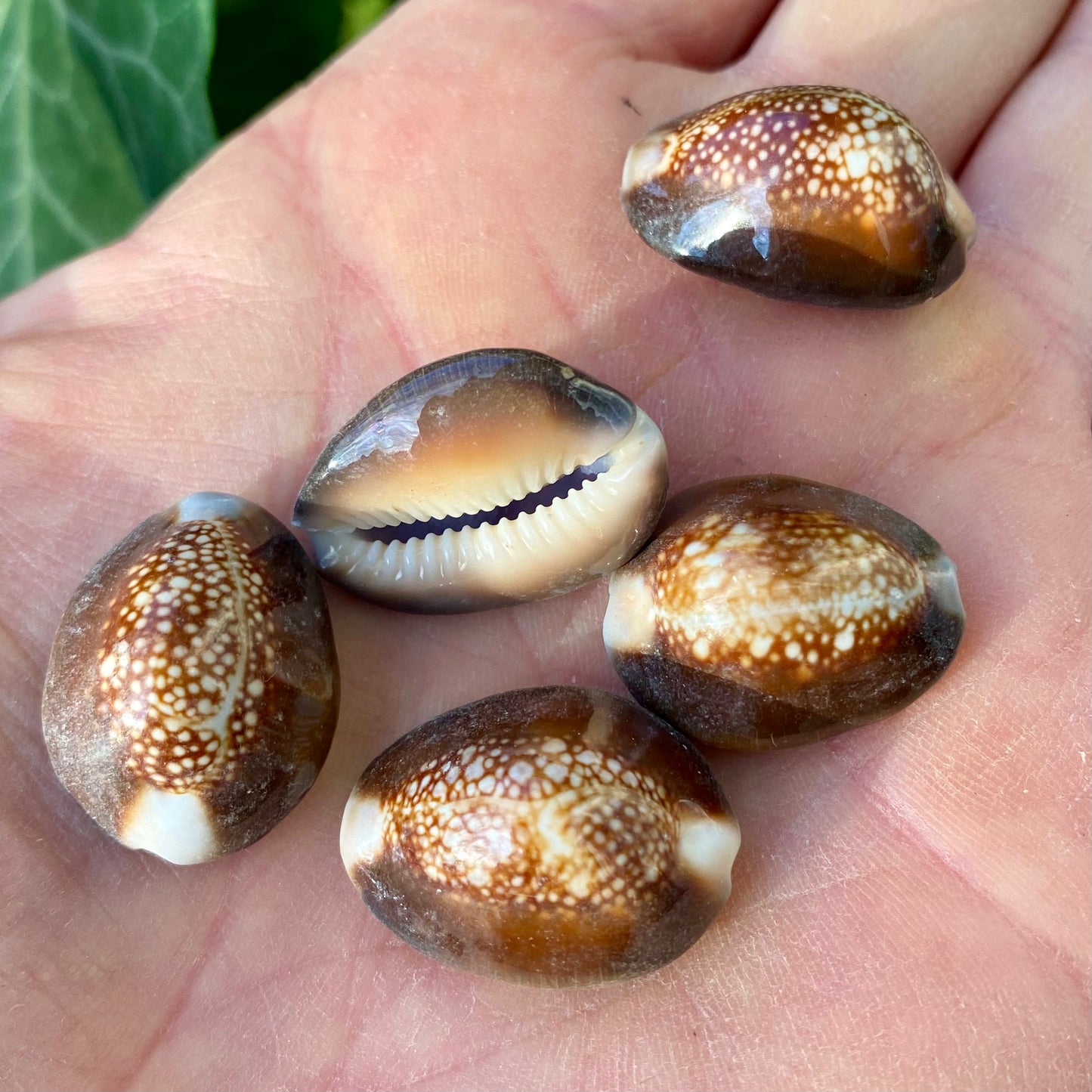 Cowrie, Serpents head - konkylie Cowrie, Serpents head - konkylie