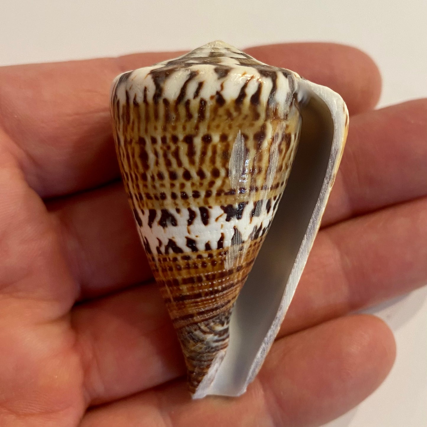 Conus capitaneus - 6 cm Conus capitaneus - 6 cm