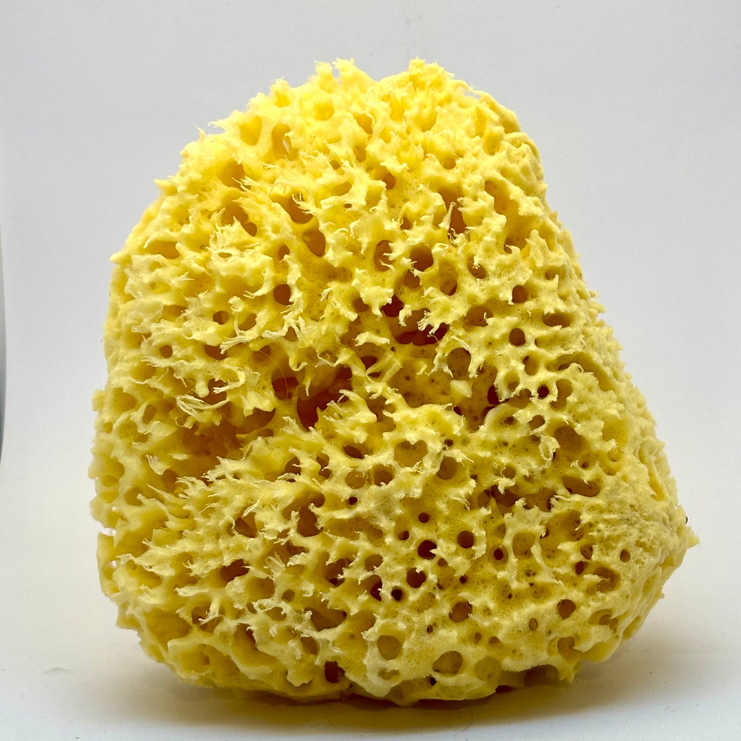 Natur svamp honeycomb kvalitet 15 cm Natur svamp honeycomb kvalitet 15 cm