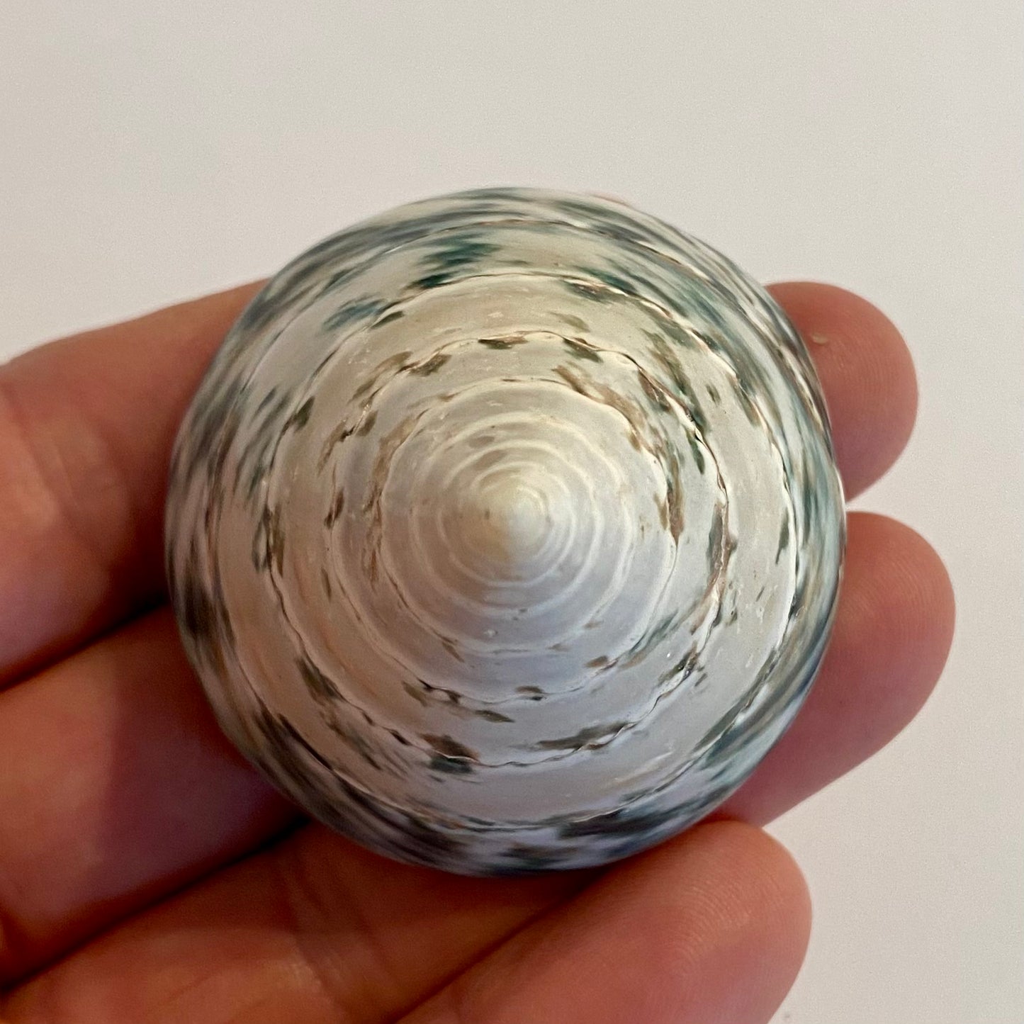 Tectus pyramis 5 cm Tectus pyramis 5 cm