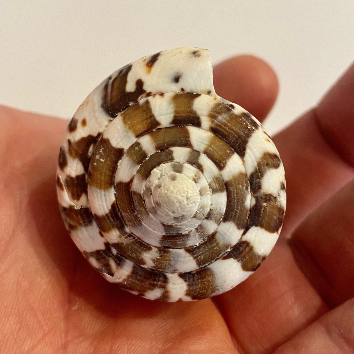 Conus capitaneus - 6 cm Conus capitaneus - 6 cm