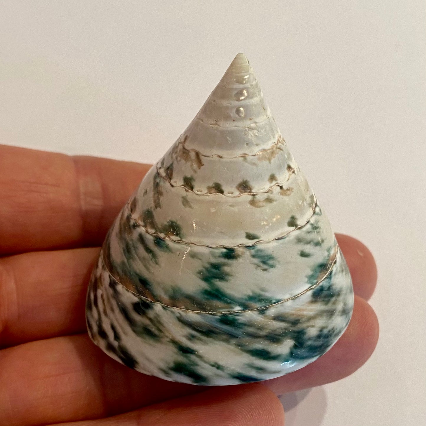 Tectus pyramis 5 cm Tectus pyramis 5 cm