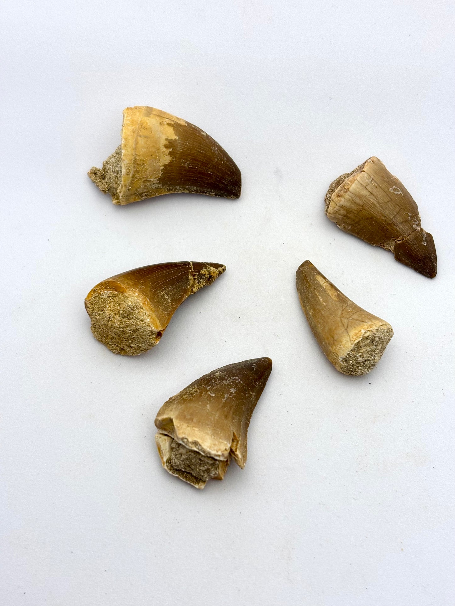 Forstenet Mosasaur dinosaur tand 2,5 - 3 cm Forstenet Mosasaur dinosaur tand 2,5 - 3 cm