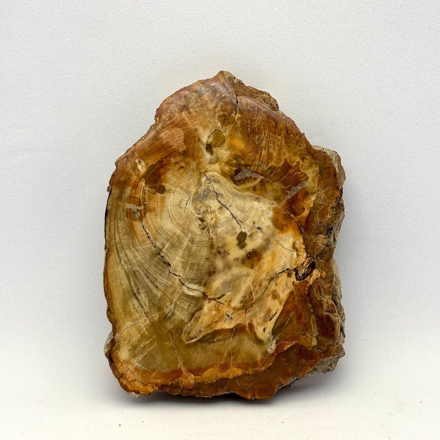 Forstenet træ skive 8 cm | nr. 2 Forstenet træ skive 8 cm | nr. 2