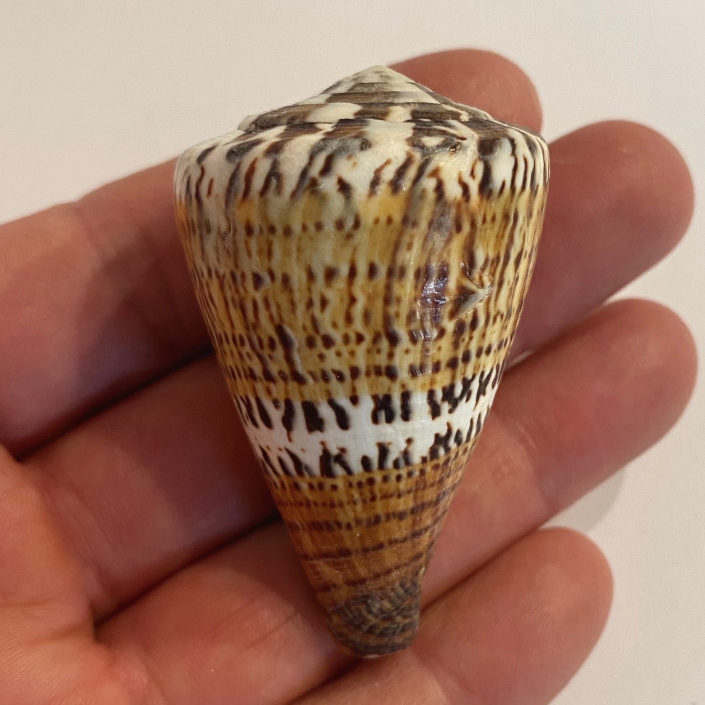 Conus capitaneus - 6 cm Conus capitaneus - 6 cm