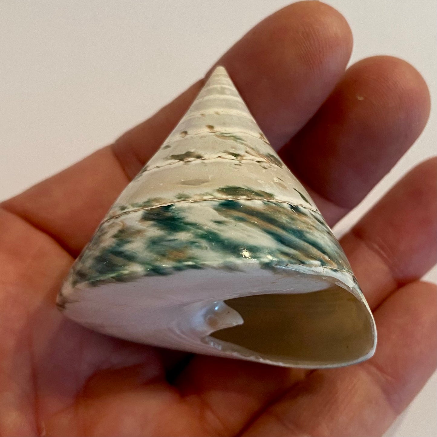 Tectus pyramis 5 cm Tectus pyramis 5 cm