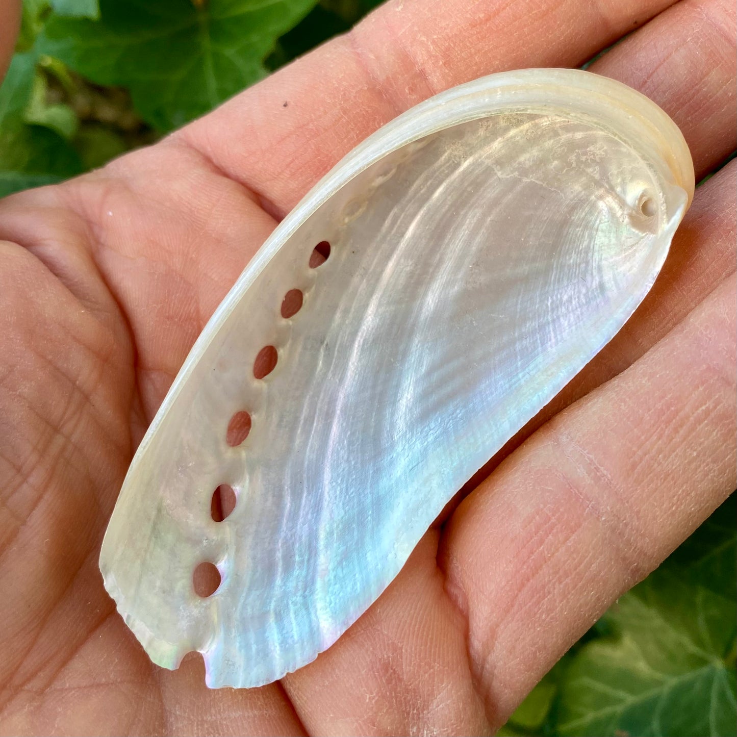 Abelone Pearlized - muslingeskal Abelone Pearlized - muslingeskal