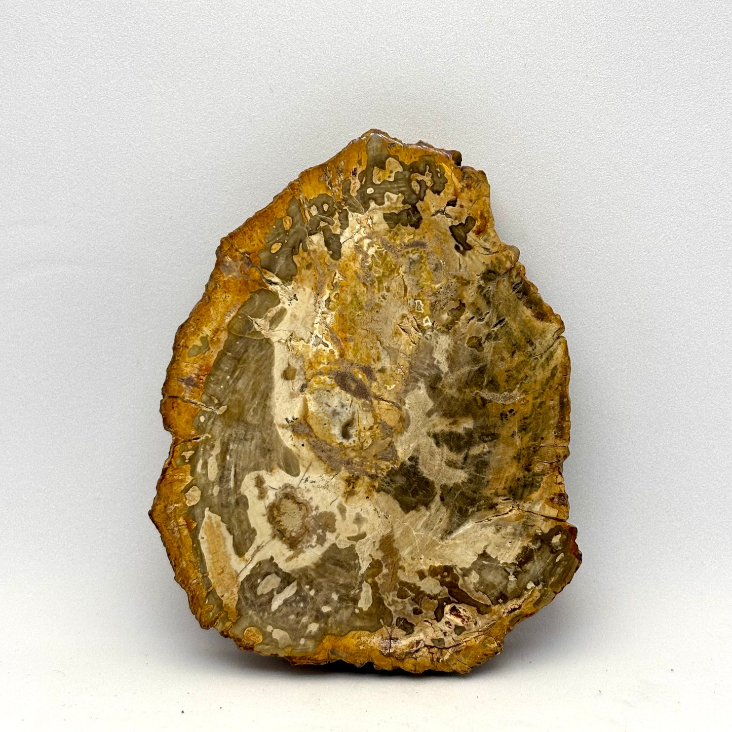 Forstenet træ skive 8,5 cm | nr. 4 Forstenet træ skive 8,5 cm | nr. 4