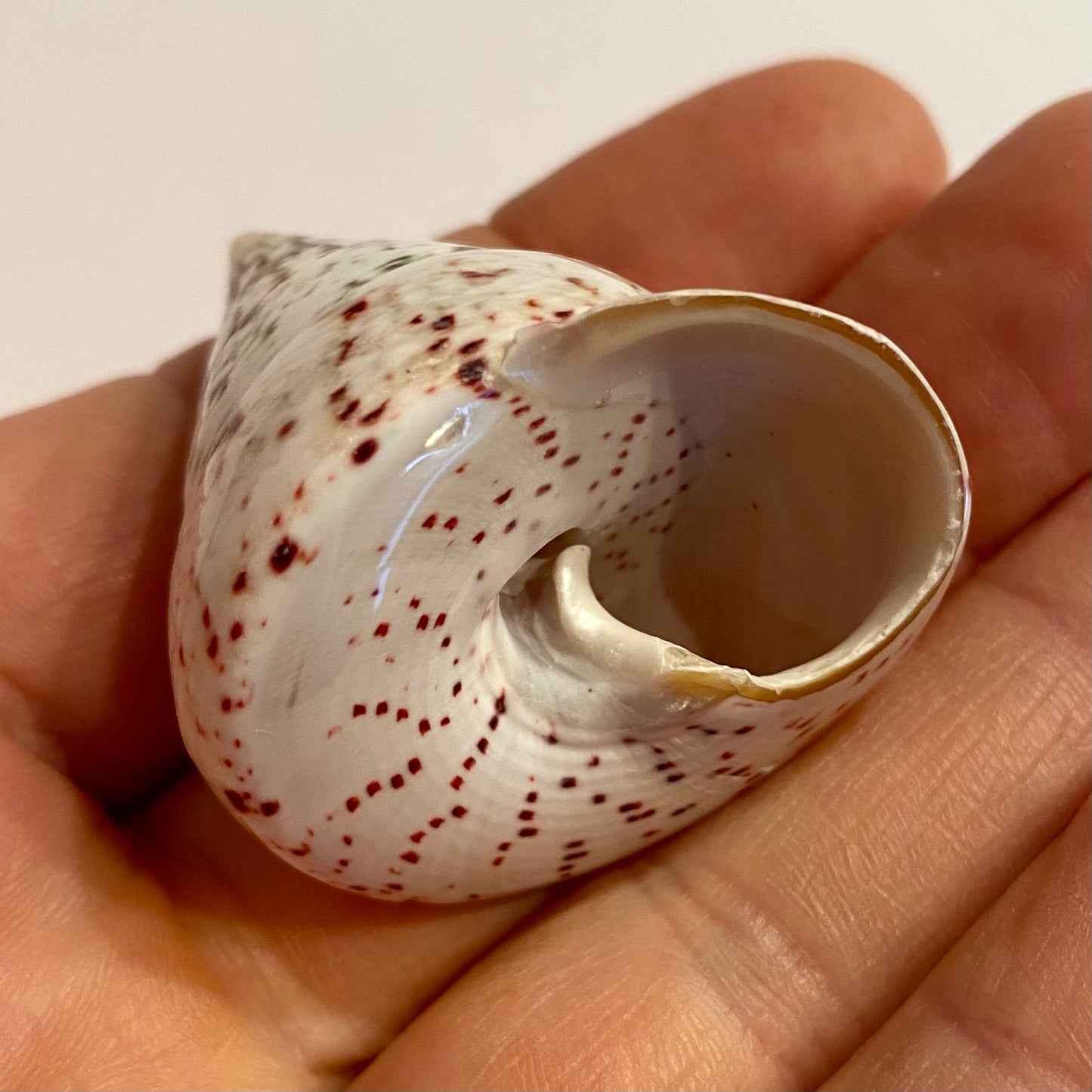 Tectus conus strawberry - 4 cm Tectus conus strawberry - 4 cm