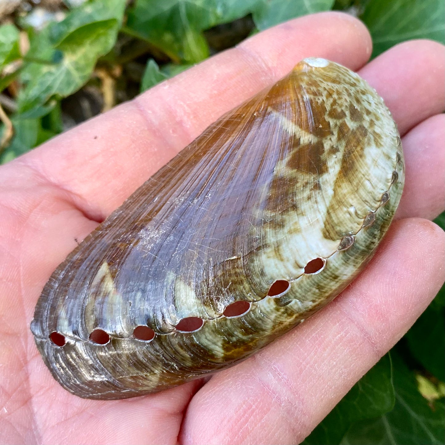Abalone green - 7 cm Abalone green - 7 cm