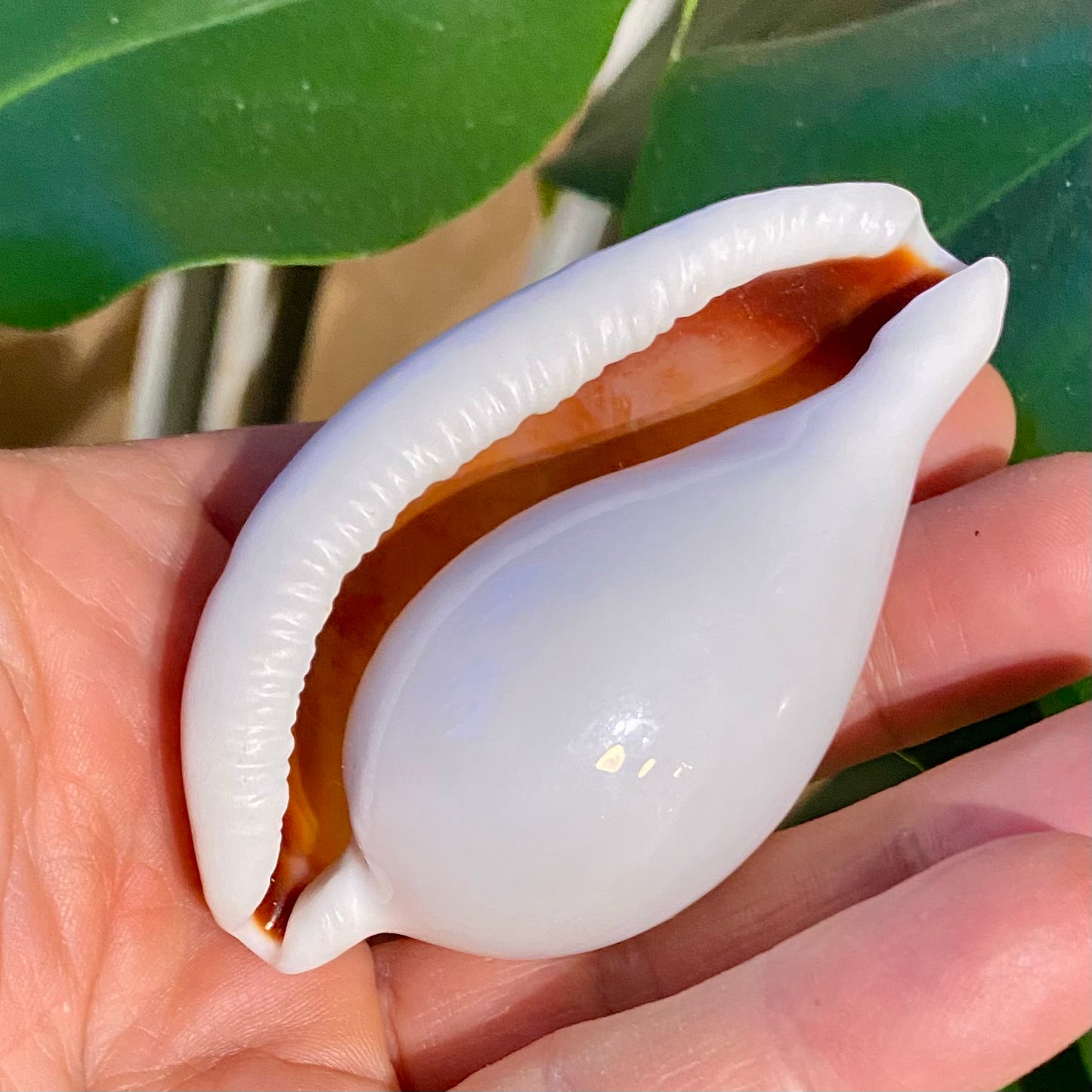 Cowrie, ovula ovum - konkylie Cowrie, ovula ovum - konkylie