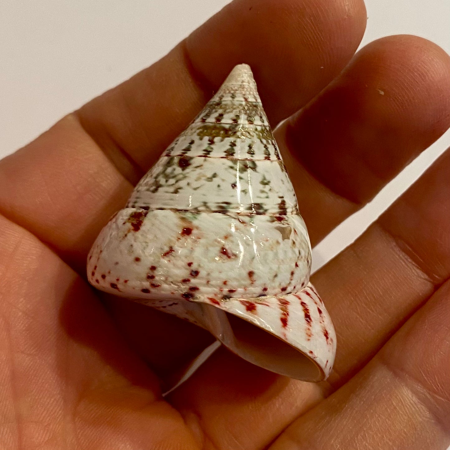 Tectus conus strawberry - 4 cm Tectus conus strawberry - 4 cm