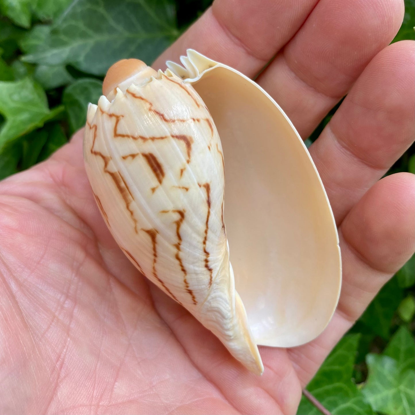 Melon shell konkylie 6 -7 cm Melon shell konkylie 6 -7 cm