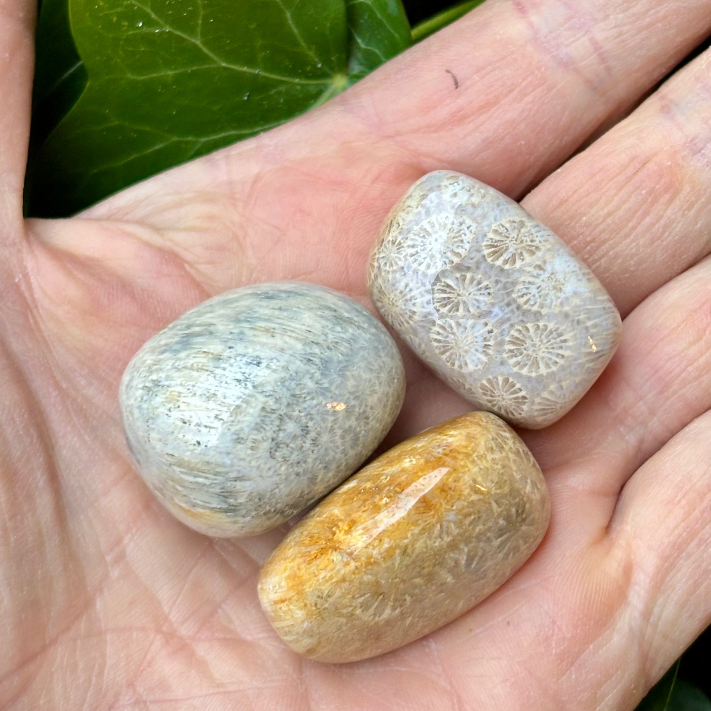 Koral, forstenet - lommesten Koral, forstenet - lommesten