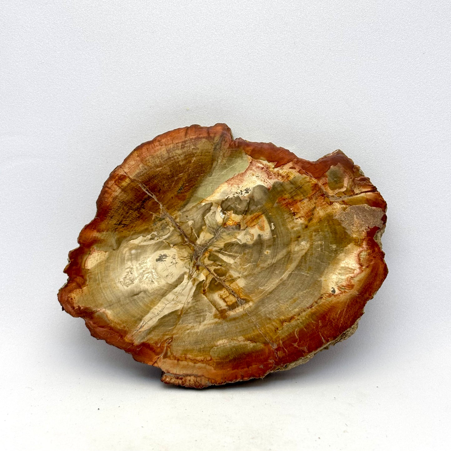 Forstenet træ skive 9,5 cm | nr. 7 Forstenet træ skive 9,5 cm | nr. 7