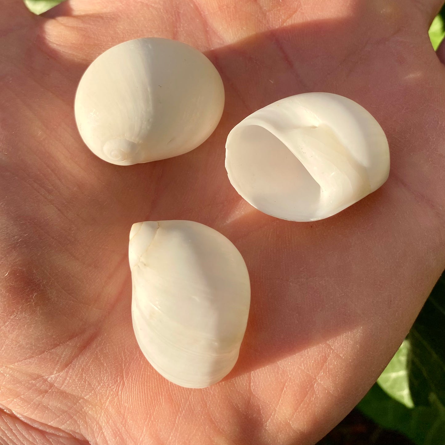 Moon shell - konkylie Moon shell - konkylie