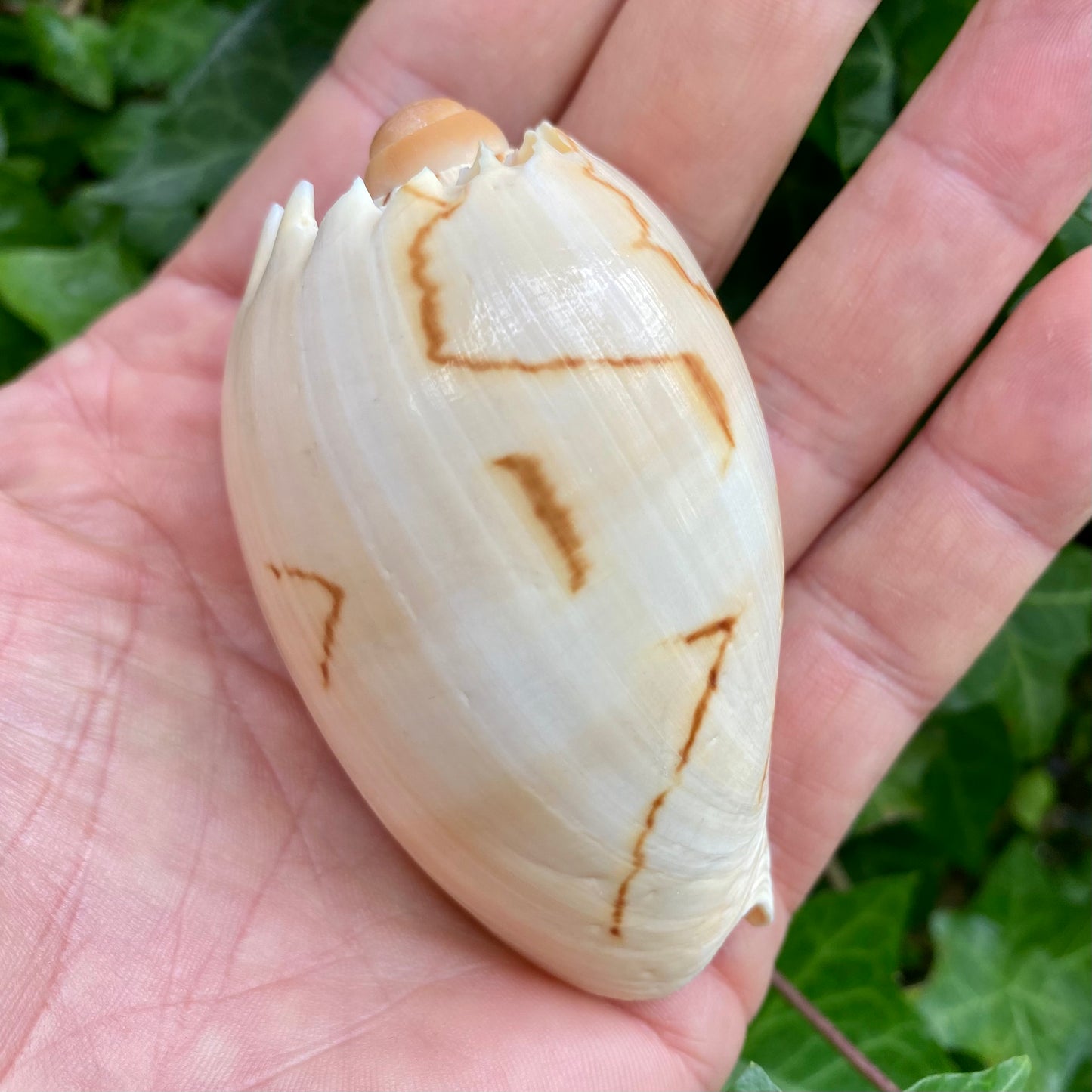 Melon shell konkylie 6 -7 cm Melon shell konkylie 6 -7 cm