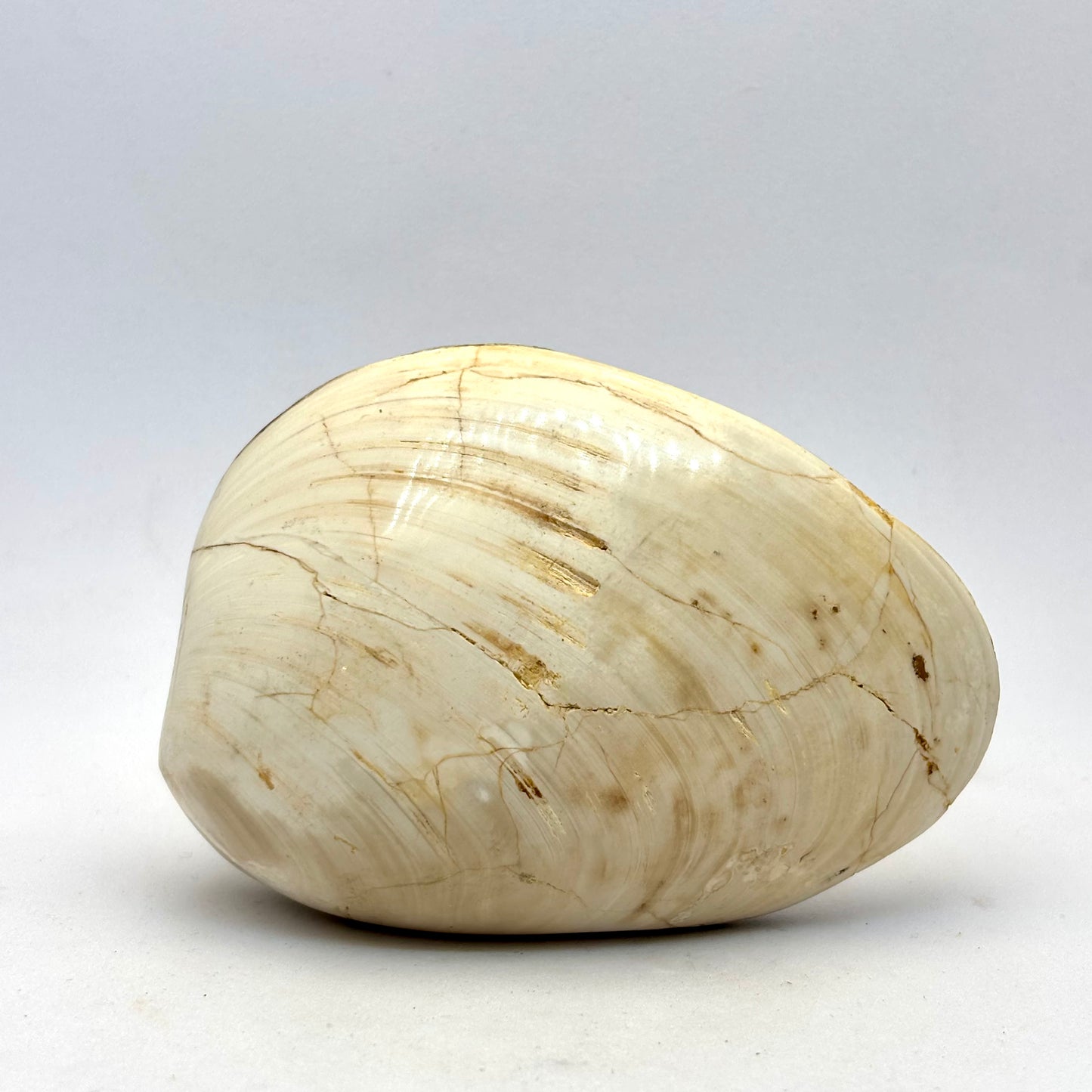 Cognac røg Citrin og forstenet bivalve musling Cognac røg Citrin og forstenet bivalve musling