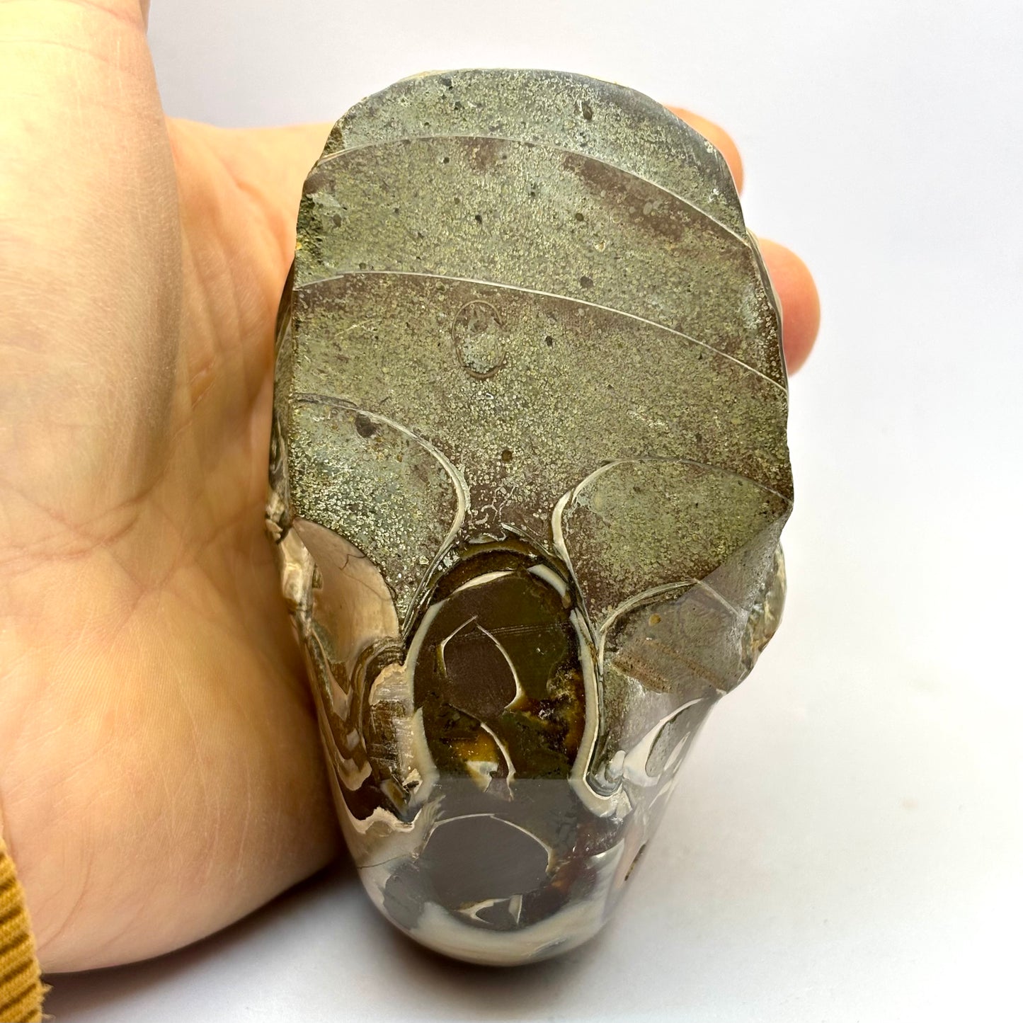 Sjældent Ammonit kranie 10,5 cm Sjældent Ammonit kranie 10,5 cm