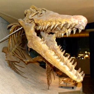 Forstenet Mosasaur dinosaur tand 2,5 - 3 cm Forstenet Mosasaur dinosaur tand 2,5 - 3 cm