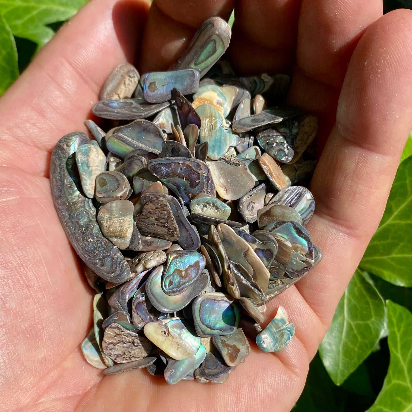 Paua skaller 100 gram Paua skaller 100 gram