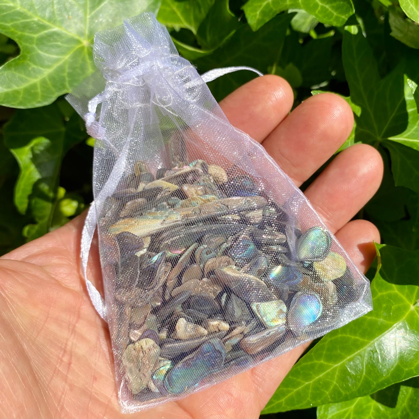 Paua skaller 100 gram Paua skaller 100 gram