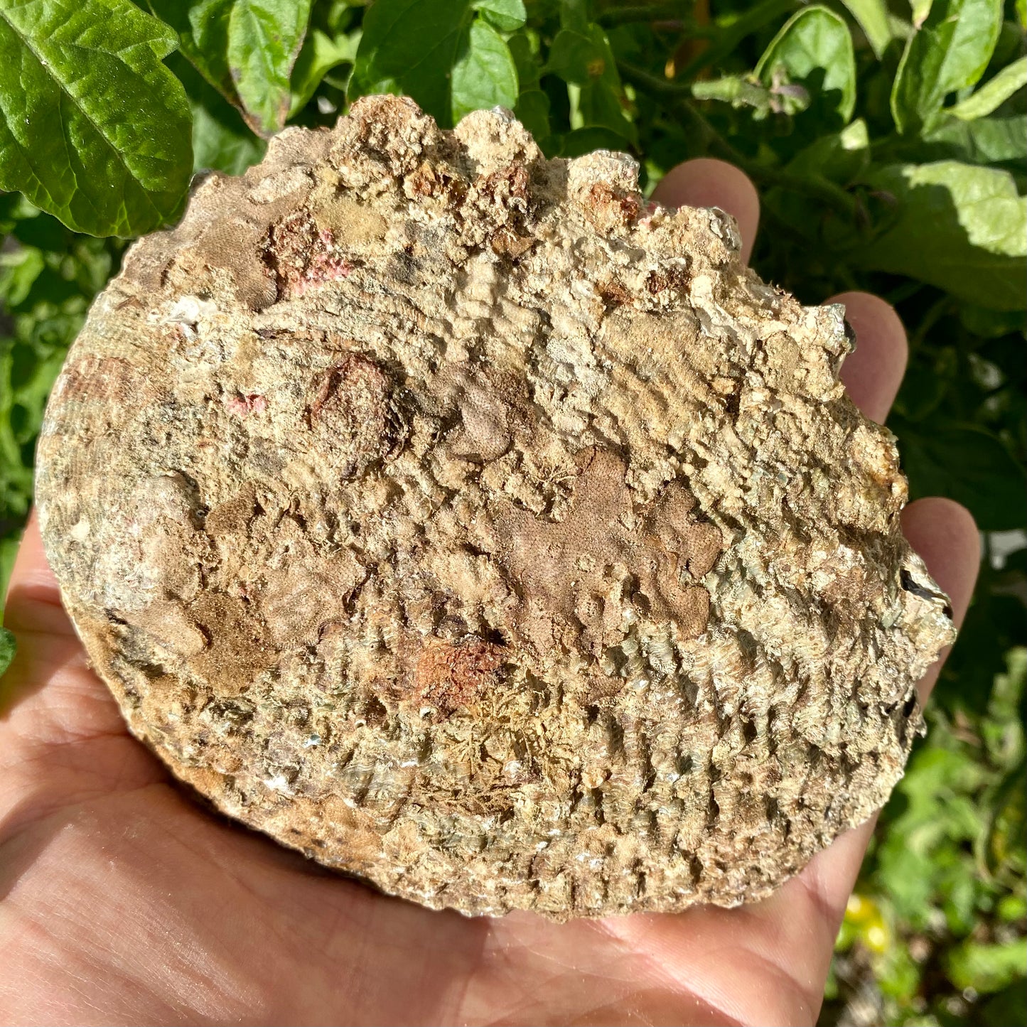 Abelone, naturlig Abelone, naturlig