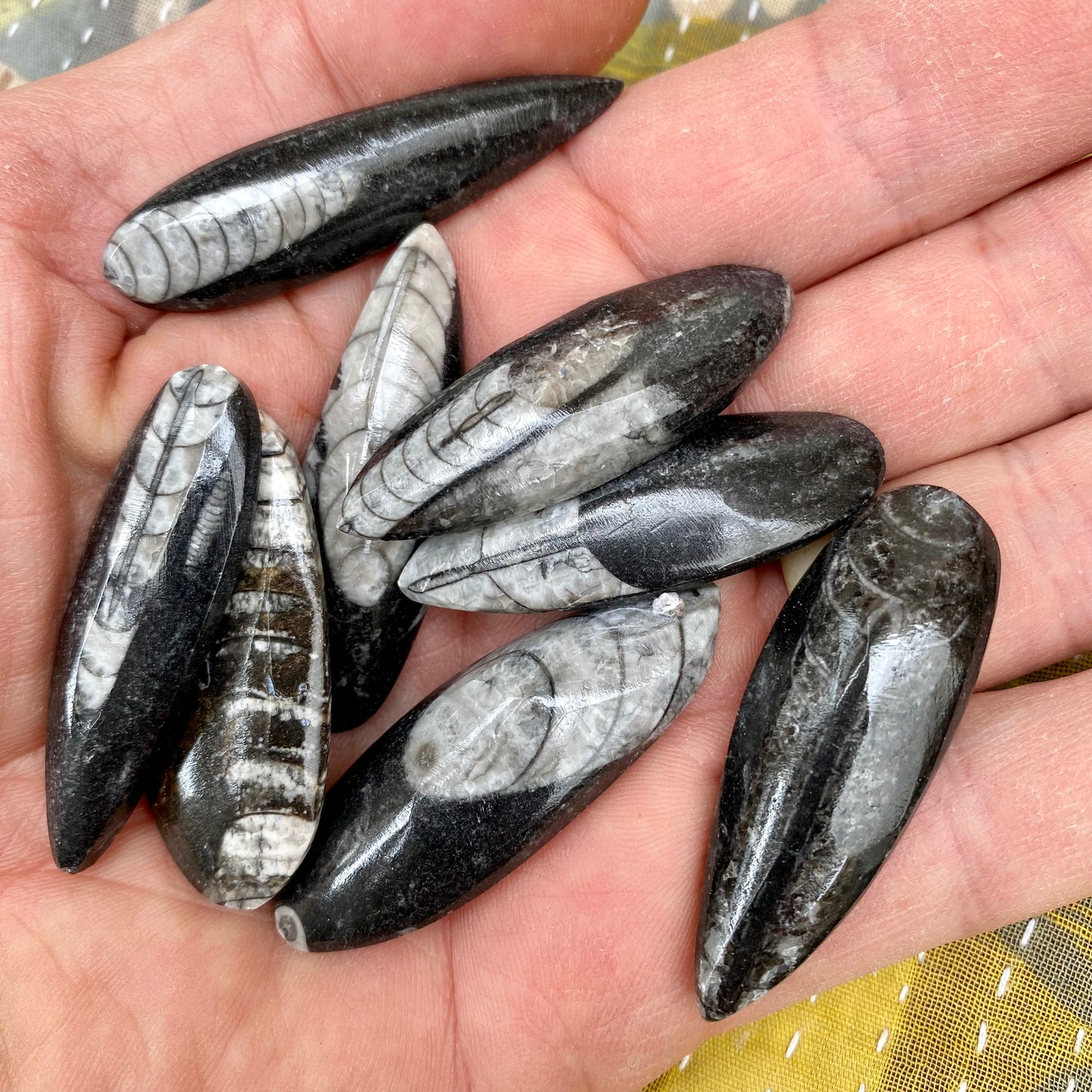 Orthoceras - forstenet blæksprutte Orthoceras - forstenet blæksprutte