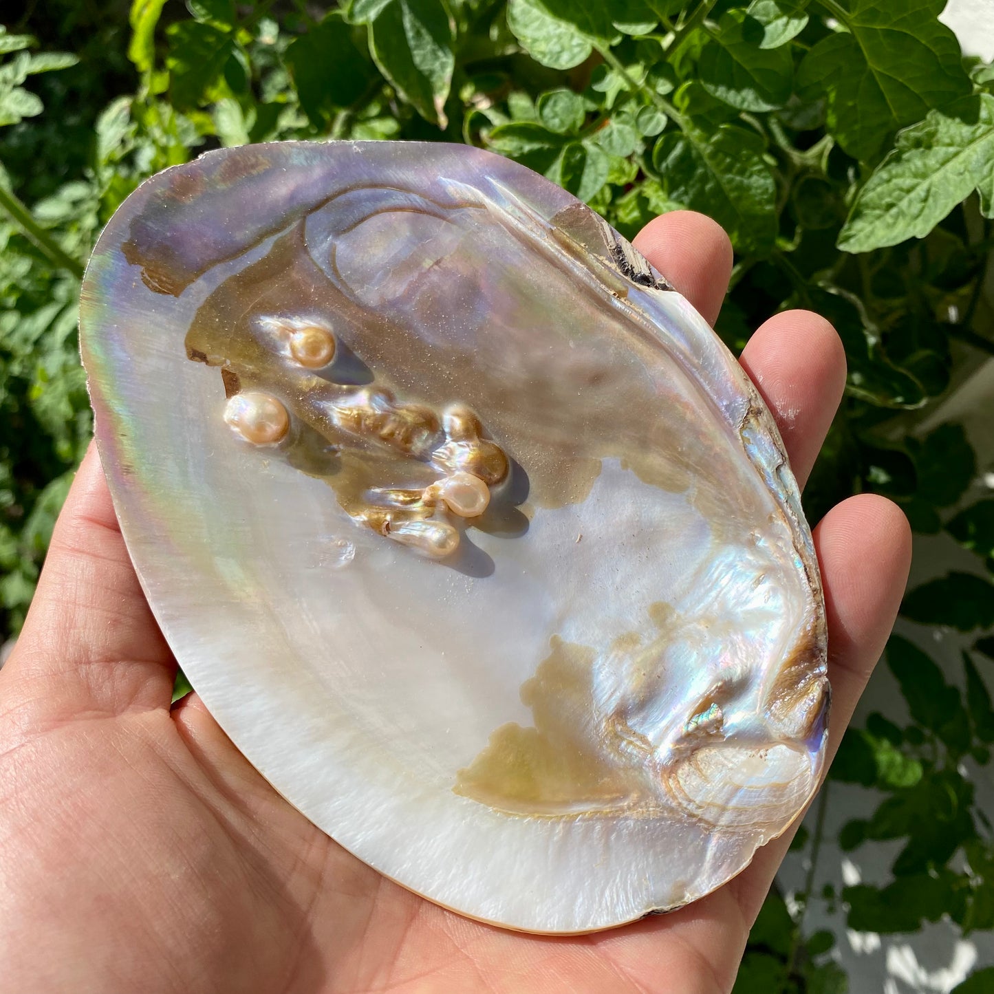 Stor muslingeskal med perle Stor muslingeskal med perle