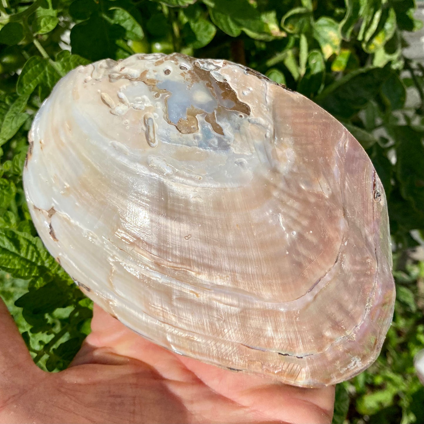 Stor muslingeskal med perle Stor muslingeskal med perle