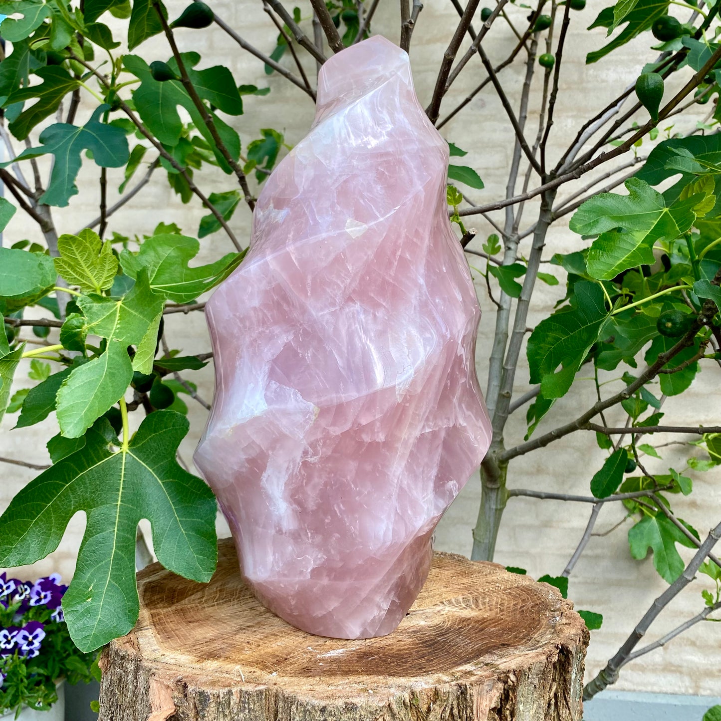 Polerad Rose Quartz Flame - 45 cm / 32,5 kg  Polerad Rose Quartz Flame - 45 cm / 32,5 kg 