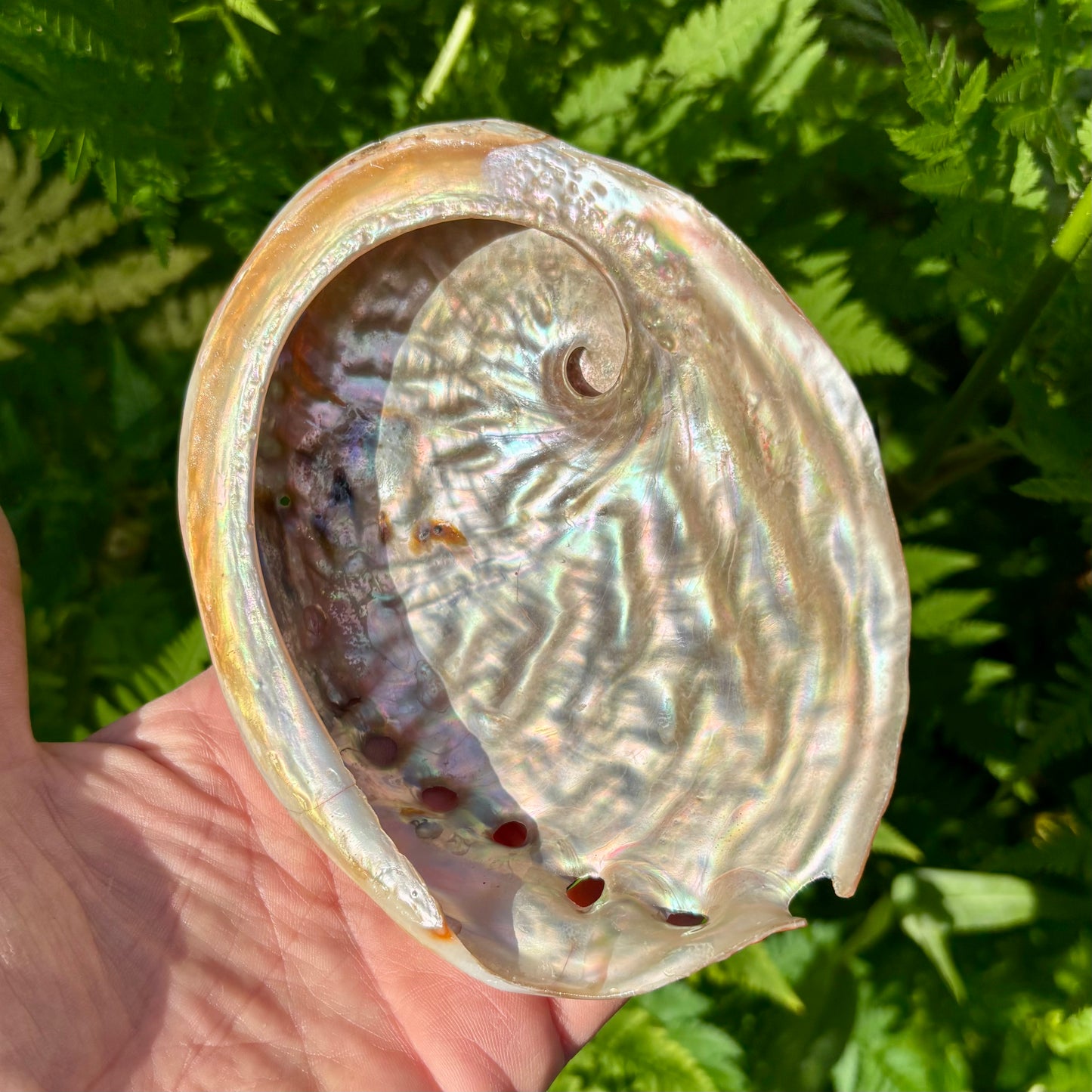 Abalone, rød poleret - 14 cm Abalone, rød poleret - 14 cm