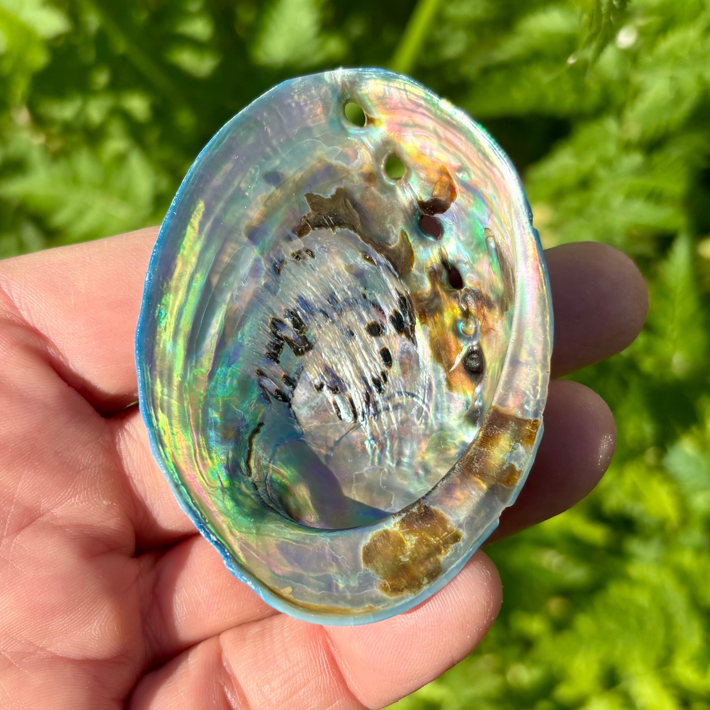 Himmelblå abalone upoleret - 8 cm Himmelblå abalone upoleret - 8 cm