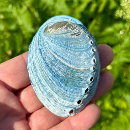 Himmelblå abalone upoleret - 8 cm