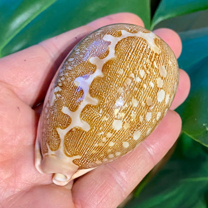 Cowrie, cyprea mappa - konkylie (UV fluorescerende)