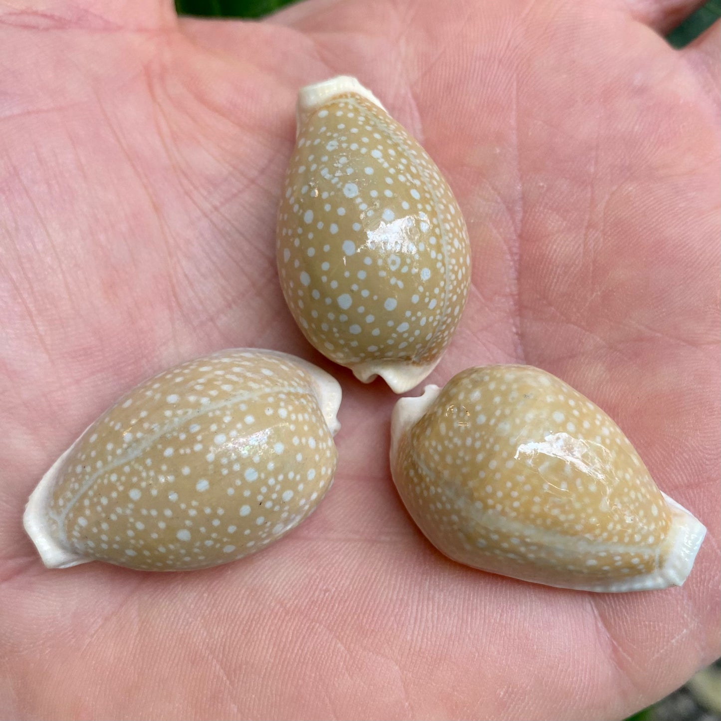 Cowrie, Cyprea Milliaris - konkyla Cowrie, Cyprea Milliaris - konkyla