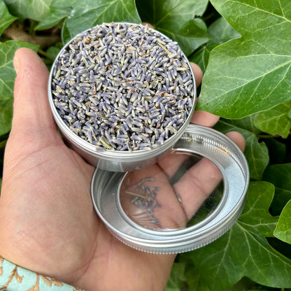 Økologisk lavendel fra Provence