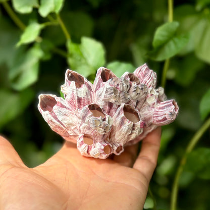 Barnacle - 12 cm