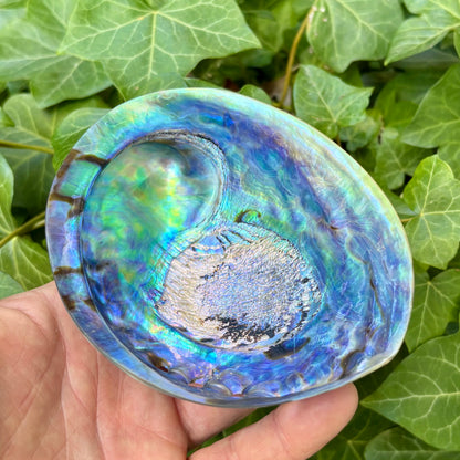 Paua Abalone poleret | 12 cm