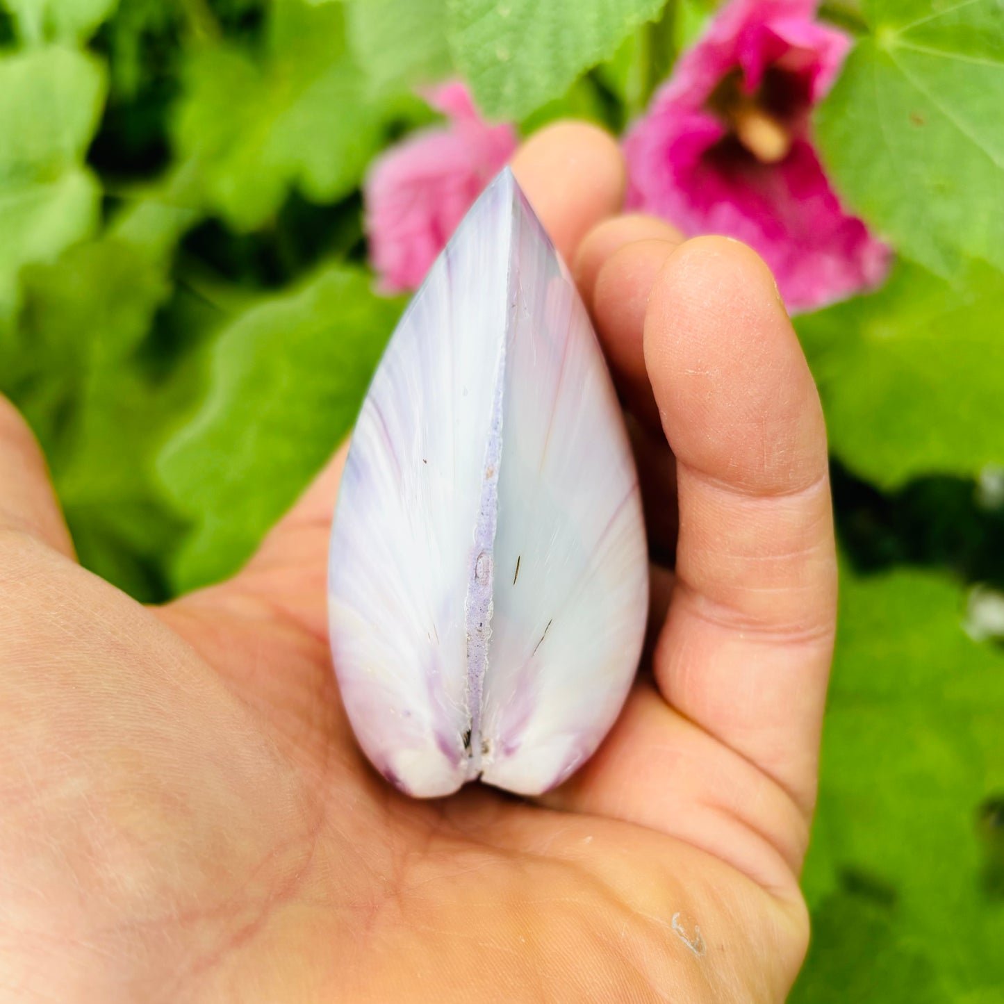 Große violette polierte Muschel Große violette polierte Muschel