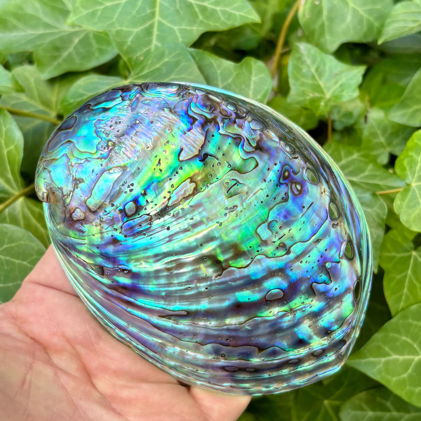Paua Abalone poleret | 12 cm Paua Abalone poleret | 12 cm