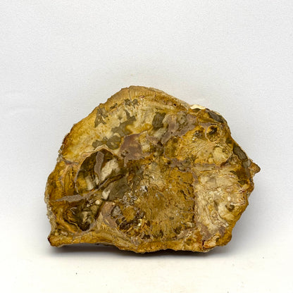 Forstenet træ skive 9 cm | nr. 8