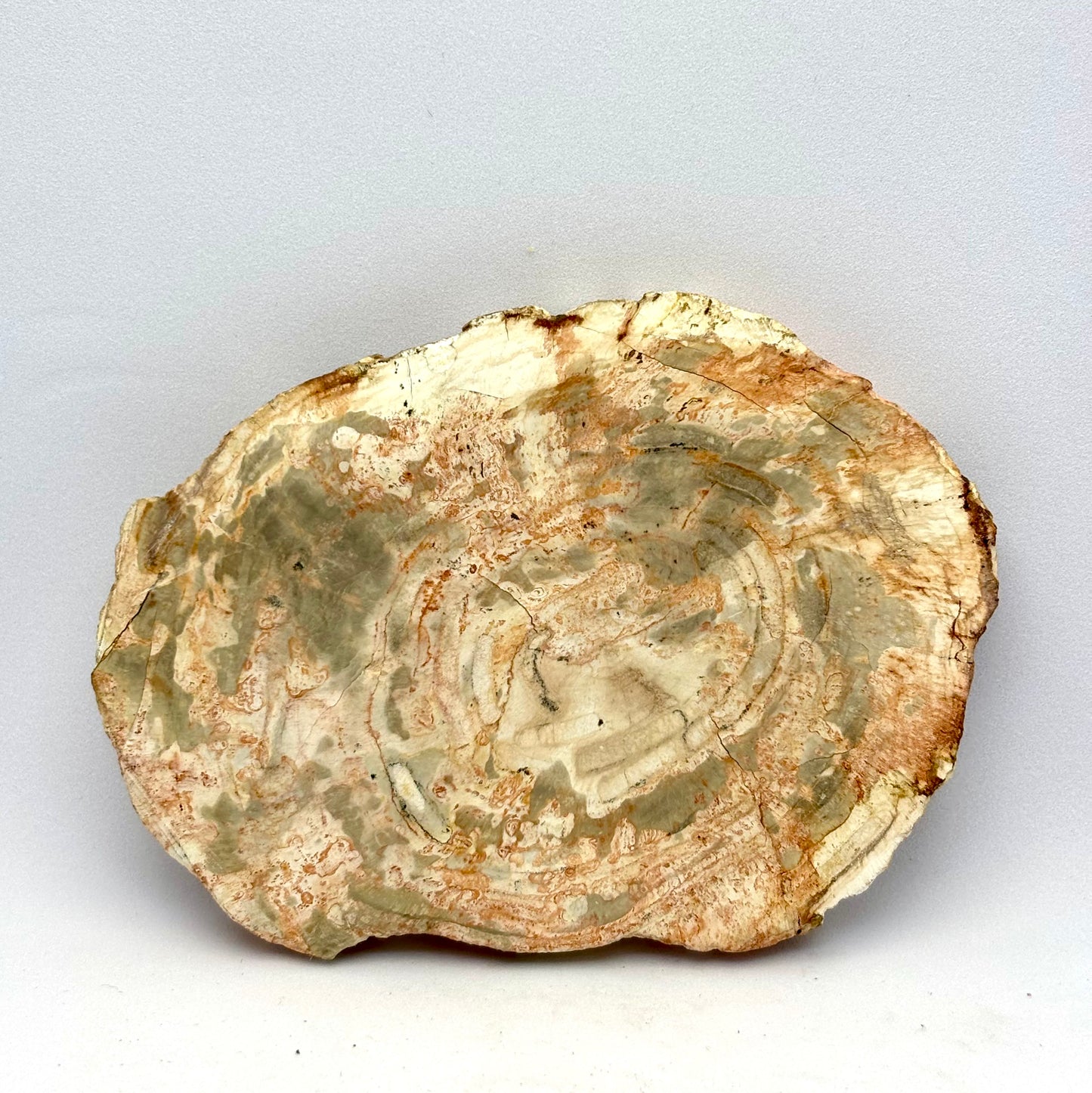 Forstenet træ skive 9,5 cm | nr. 5 Forstenet træ skive 9,5 cm | nr. 5