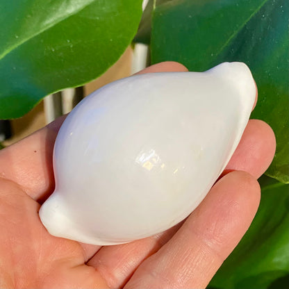 Cowrie, ovula ovum - konkylie