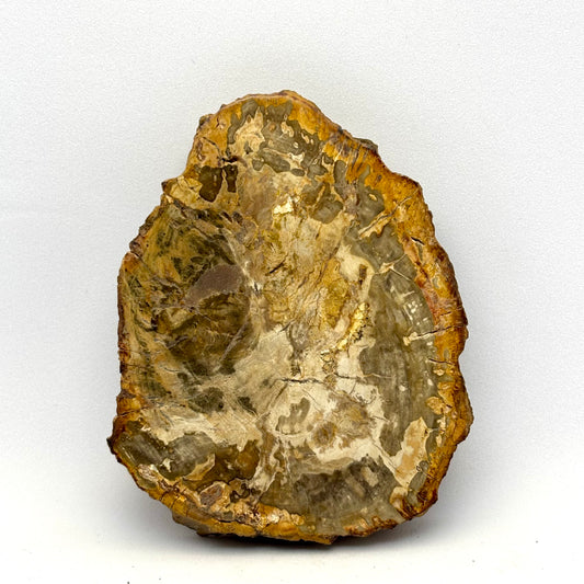 Billede af Forstenet træ skive 8,5 cm | nr. 4